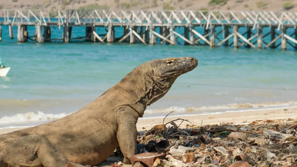 Komodo Island